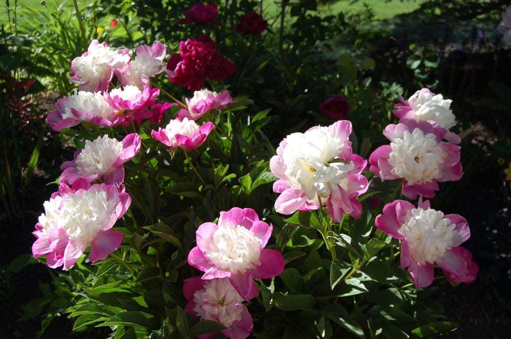 flowerscolorado