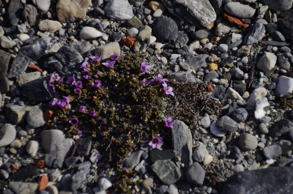 Tiny blossoms on Svalbard, Arctic Circle