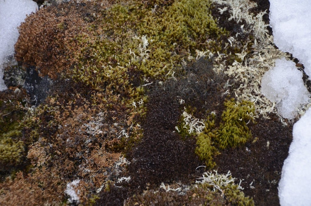 Tundra, Svalbard