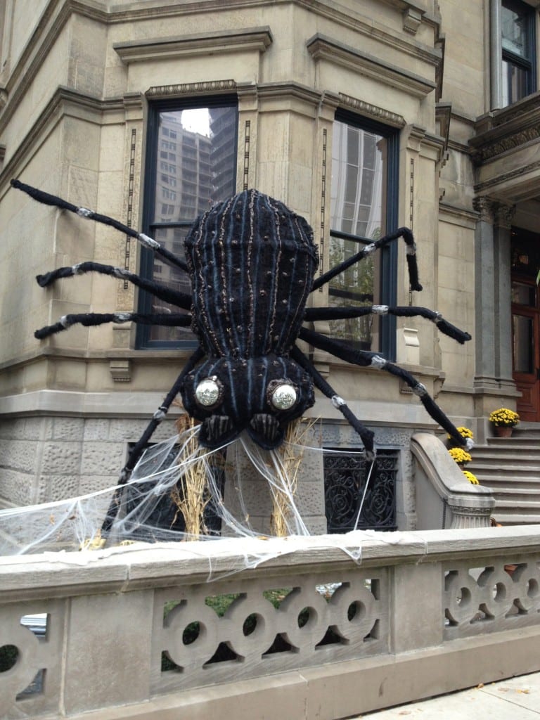 spider in Chicago