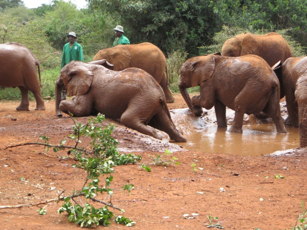 Elephant