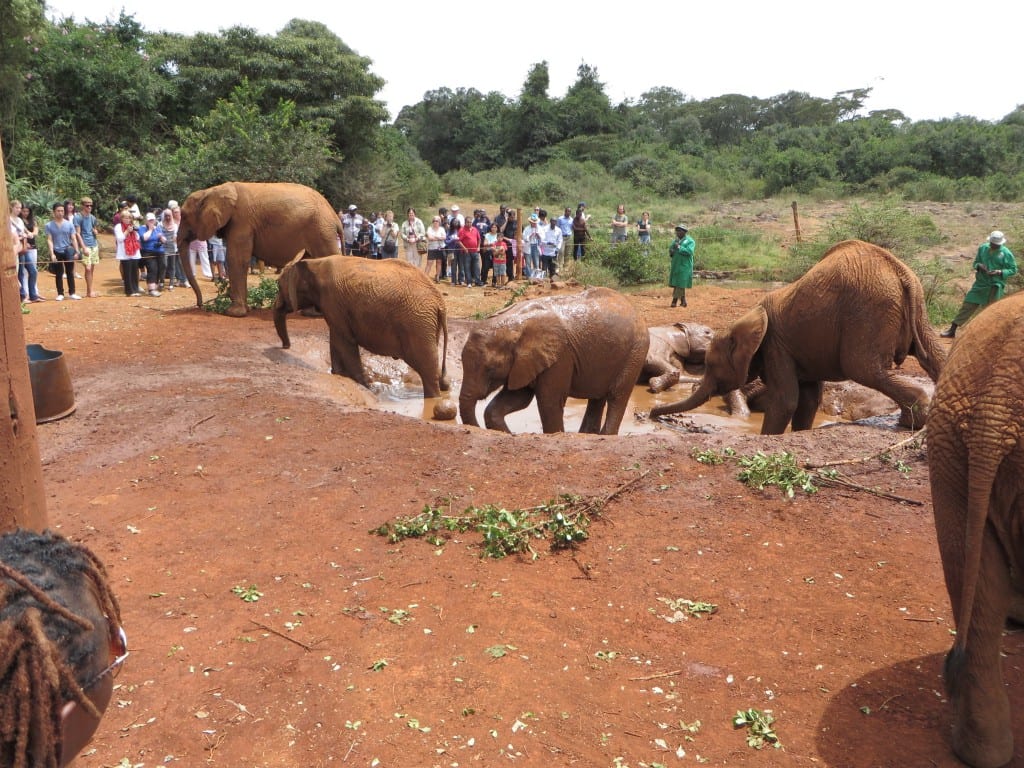 Elephants