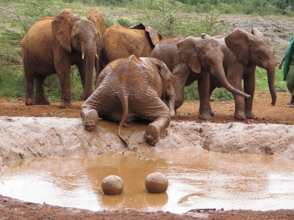 Elephants