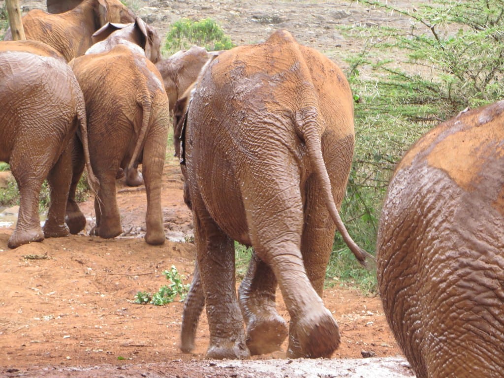 Elephants