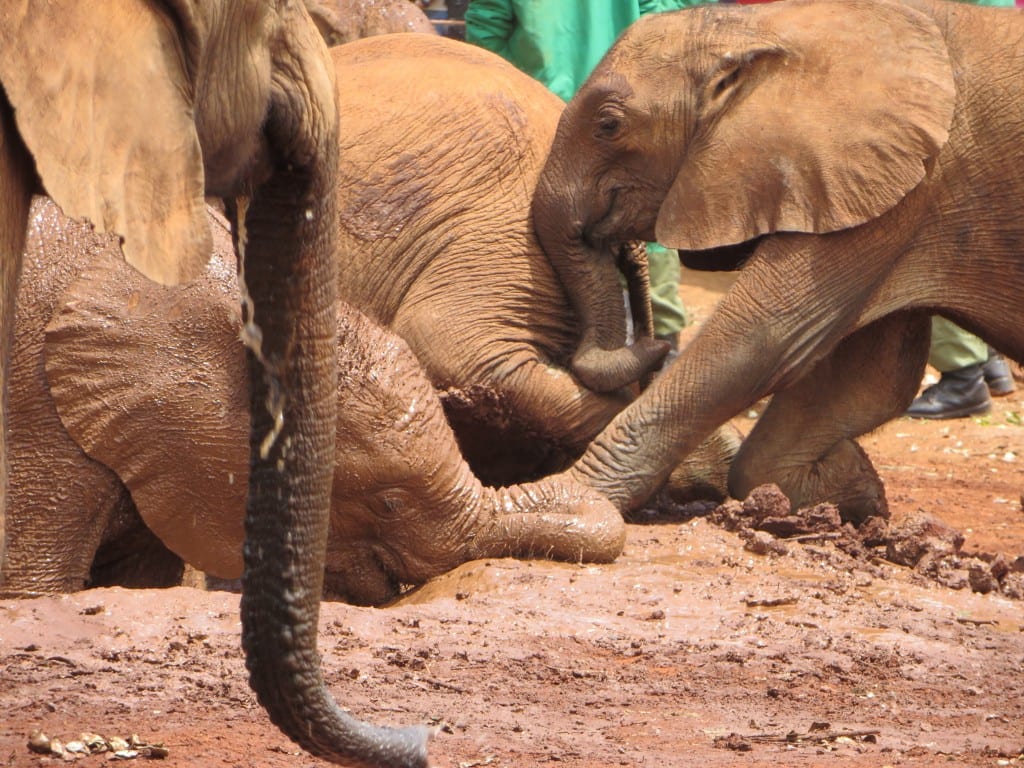 Elephants