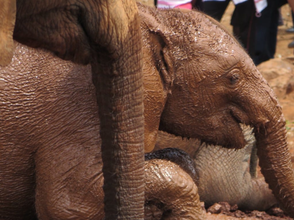 Elephant
