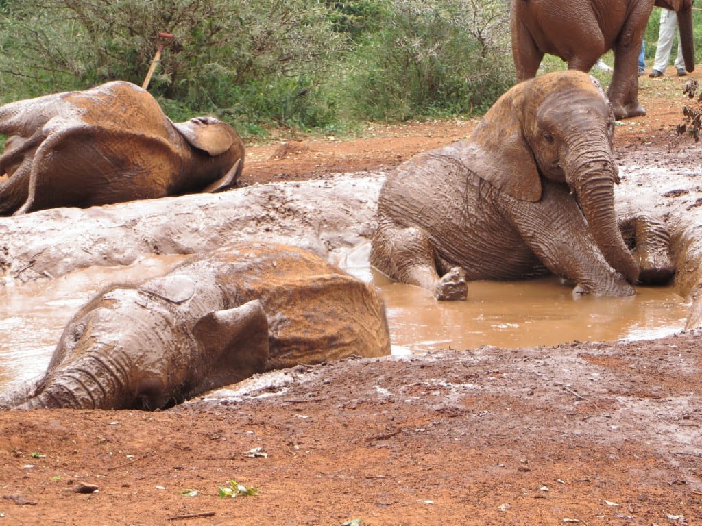 Elephants