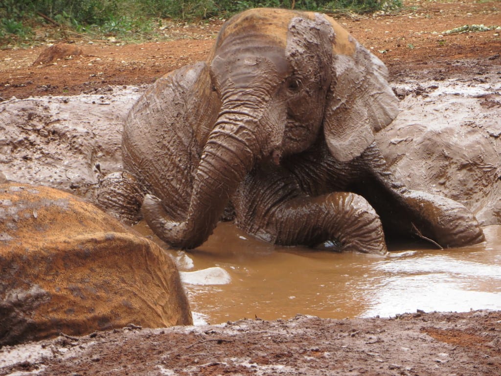 Elephants