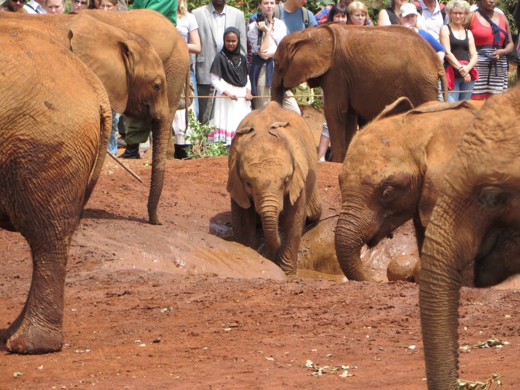 Elephant in mud