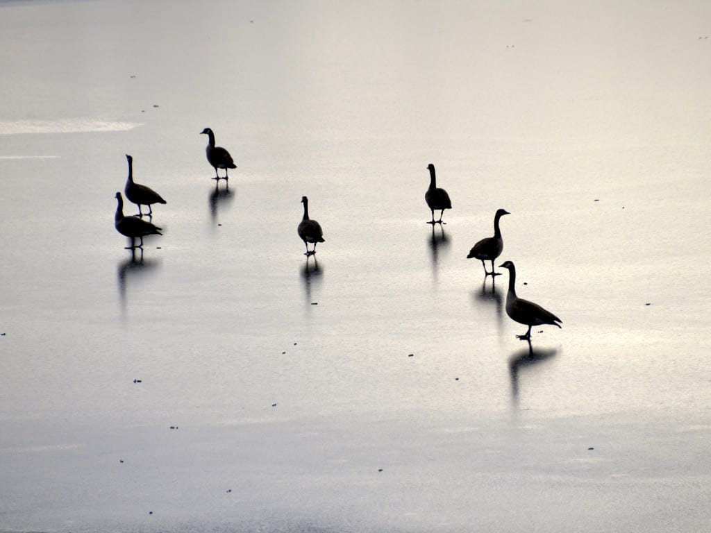 Winter in Michigan -frozen lake