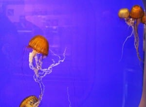 jellyfish