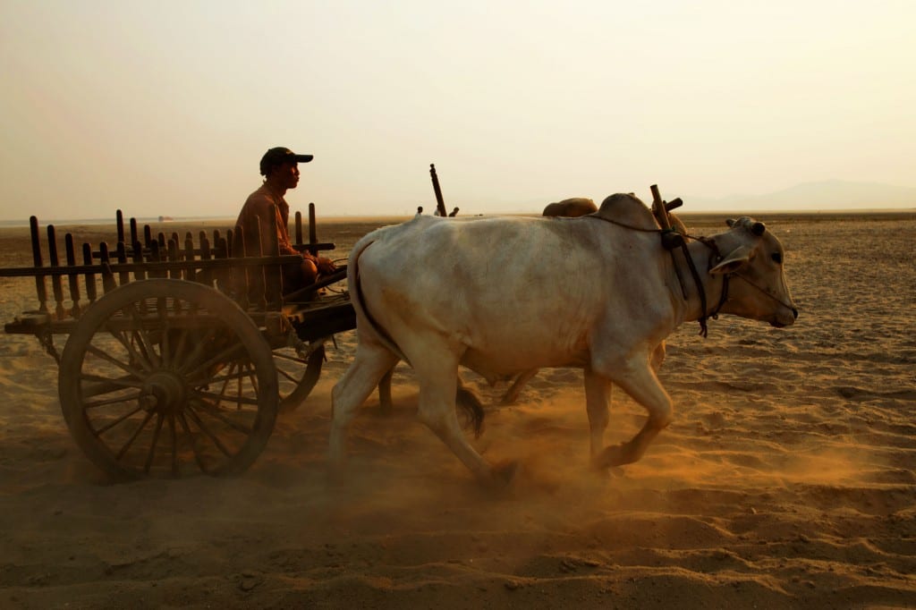 ox cart rides
