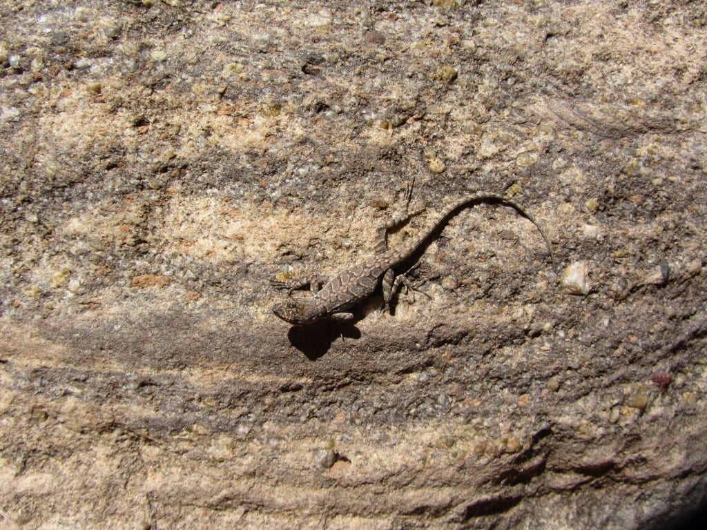Lizard joins us in the Grand Canyon 
