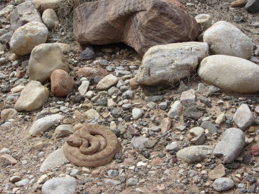 Rattlesnake in Grand Canyon 