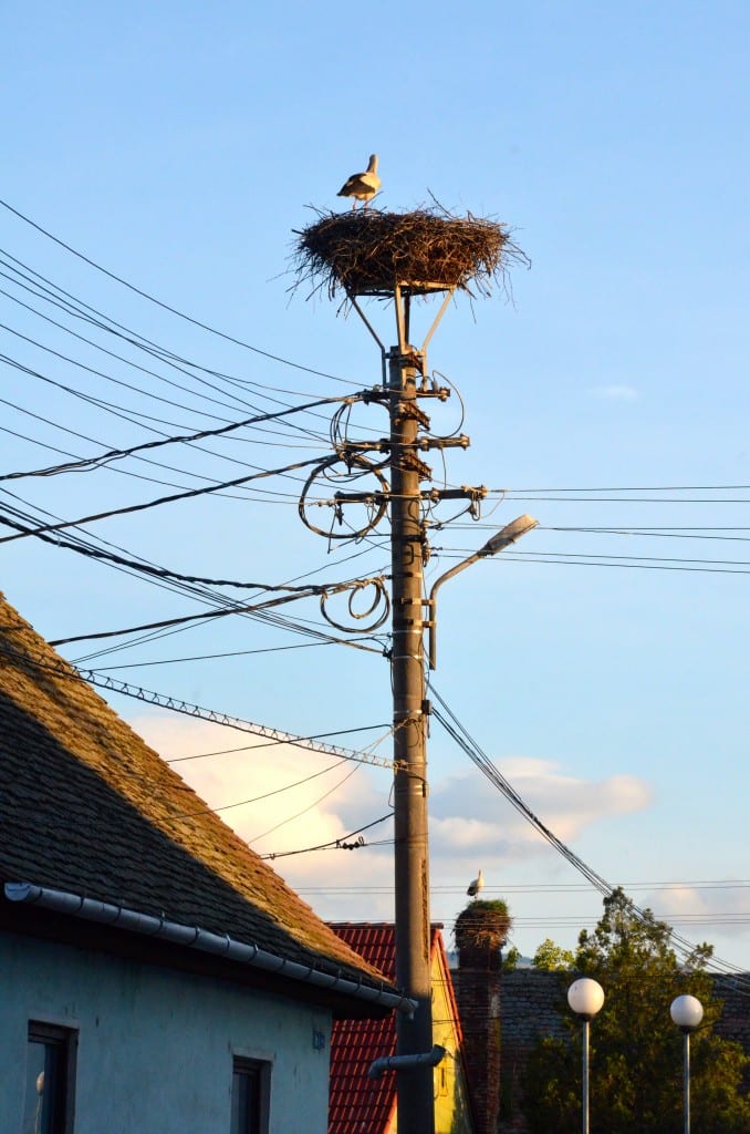 Storks in Romania