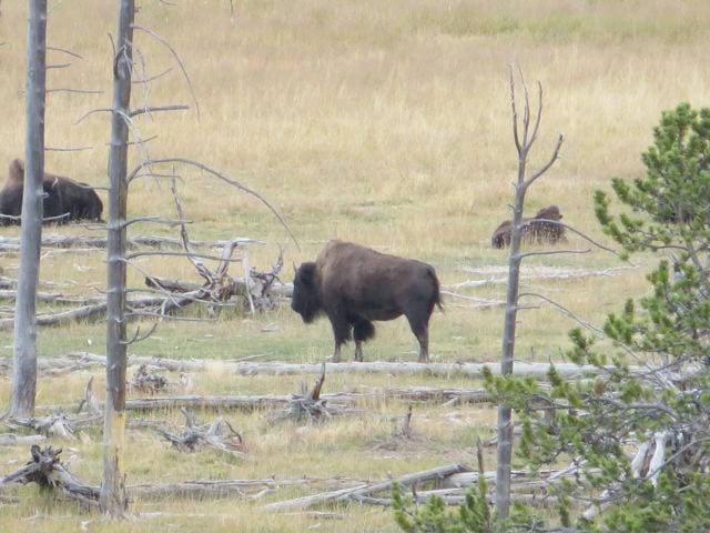Yellowstone National Park IMG_3060