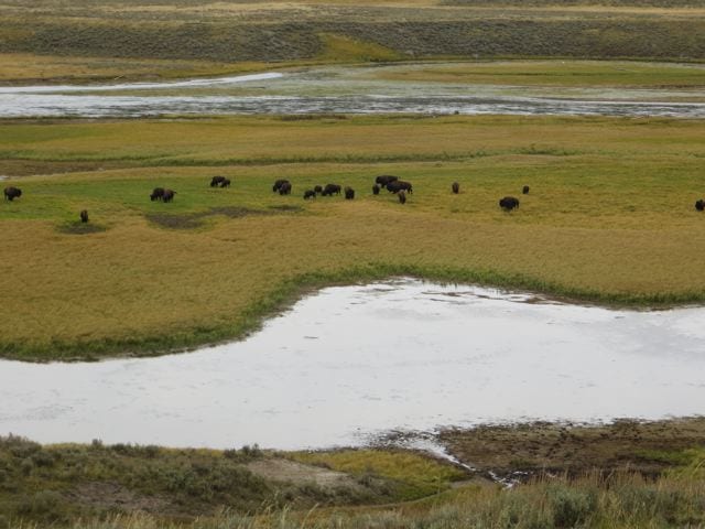 Yellowstone National Park IMG_3062