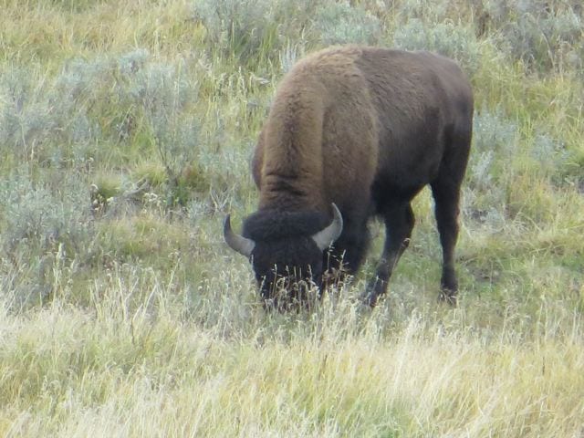 Yellowstone National Park IMG_3068