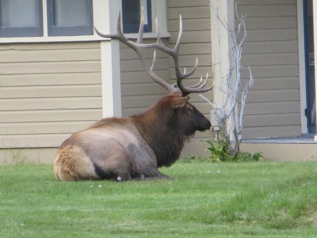 Yellowstone National Park IMG_3083