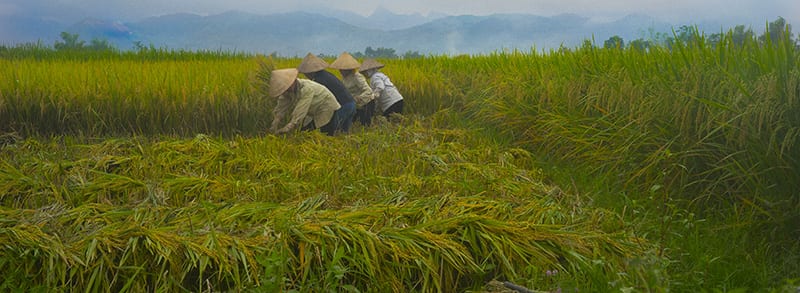 Rice Harvest Scene