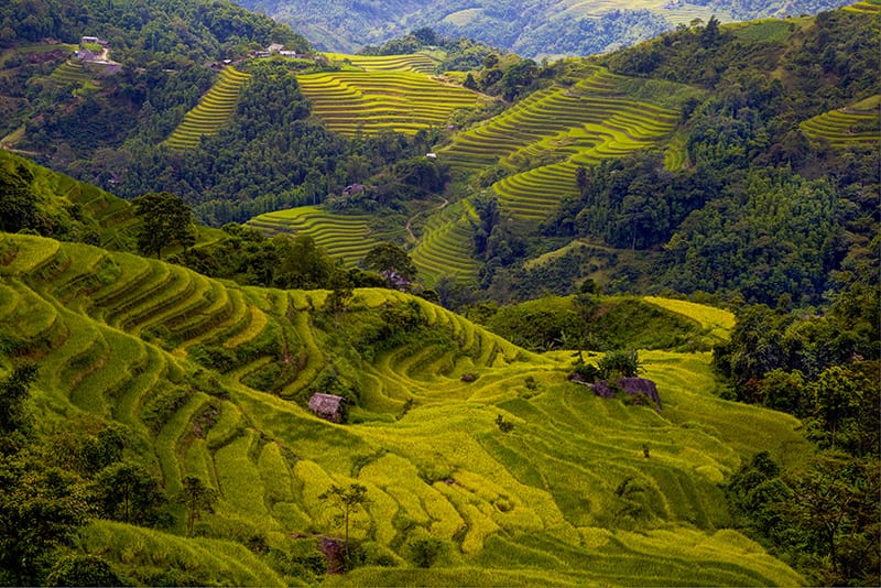 Terraced Rice Paddy