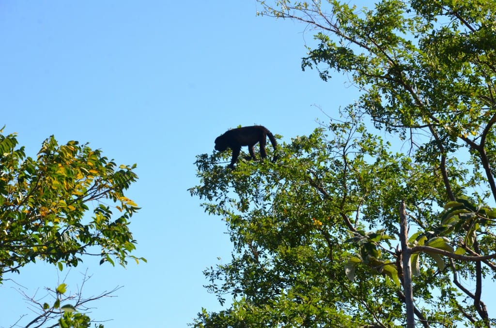 Howler Monkeys 