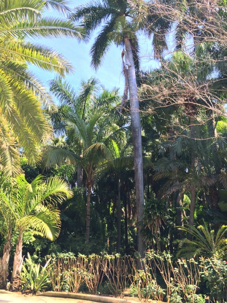 Sunken Gardens St Petersburg 4