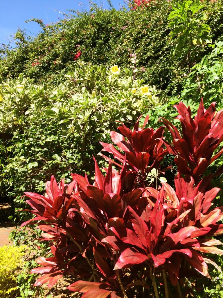Sunken Gardens, St. Petersburg, Florida 5