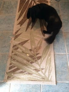 thought it was my rug