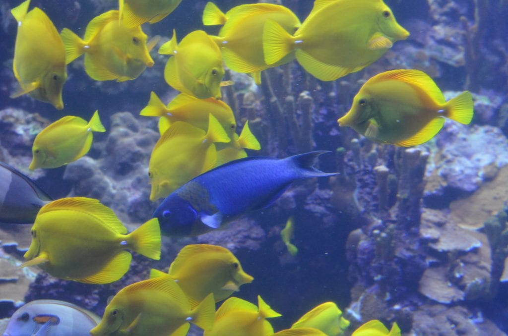 Tropical fish, Maui, Hawaii