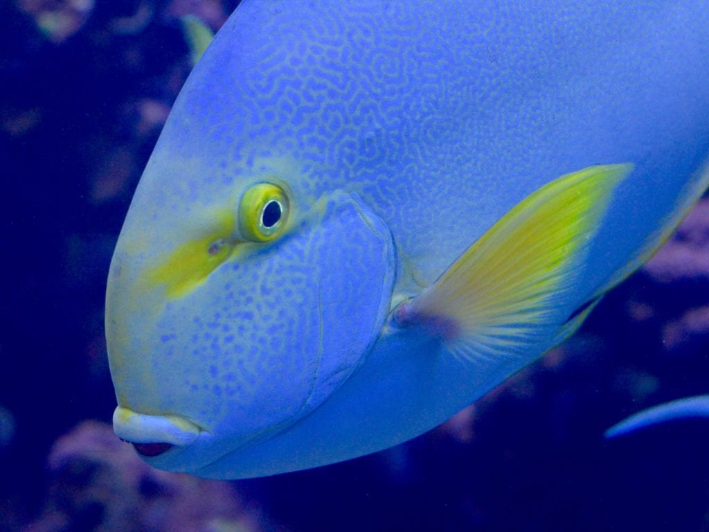 Maui, Hawaii, tropical fish