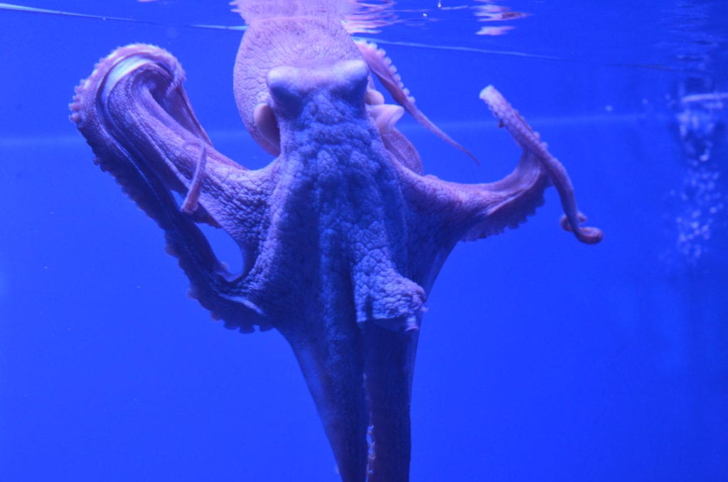 Octopus, Maui, Hawaii
