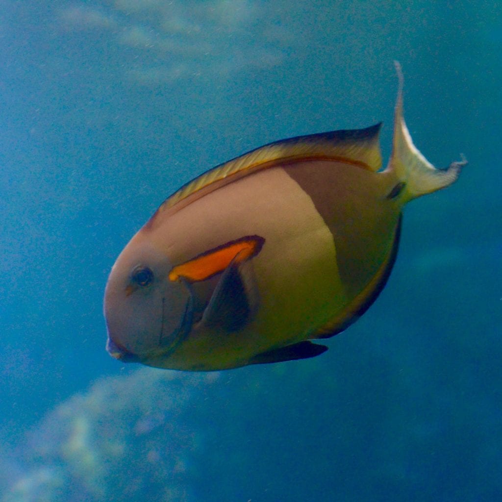 Tropical Fish on Maui, Hawaii