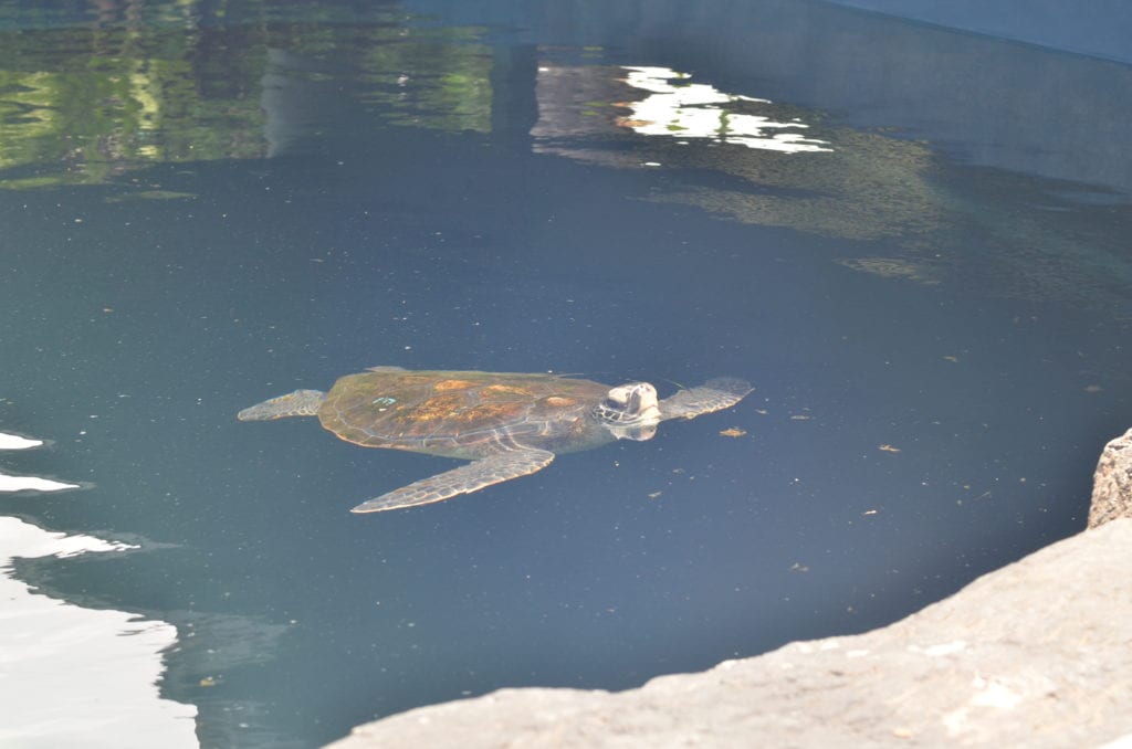 Giant turtle, Maui, Hawaii