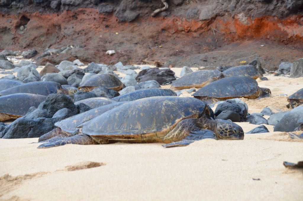 Turtles, Maui, Hawaii 