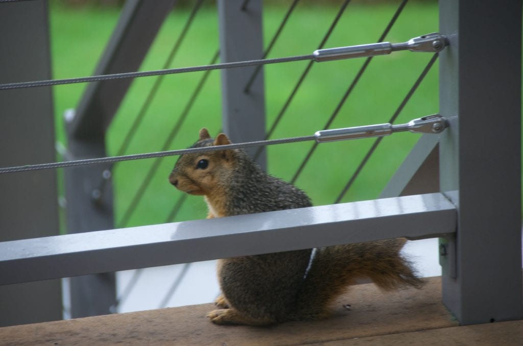 Looking for food for winter on my deck 